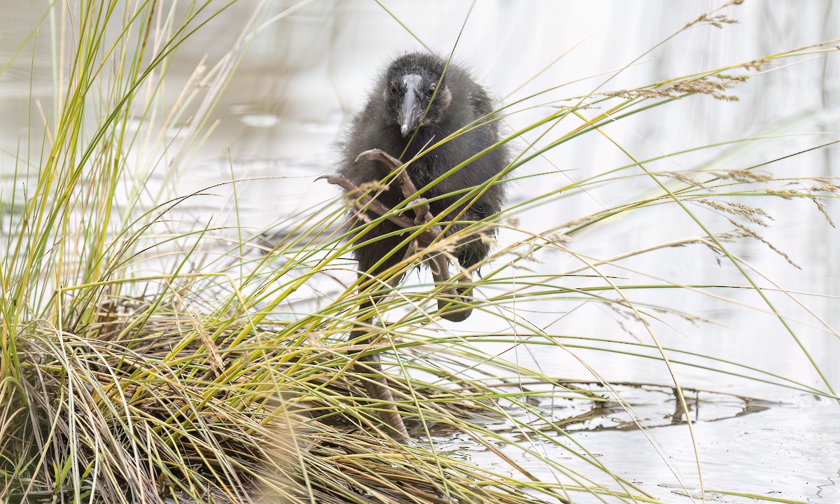 Australasian Swamphen - ML647198514