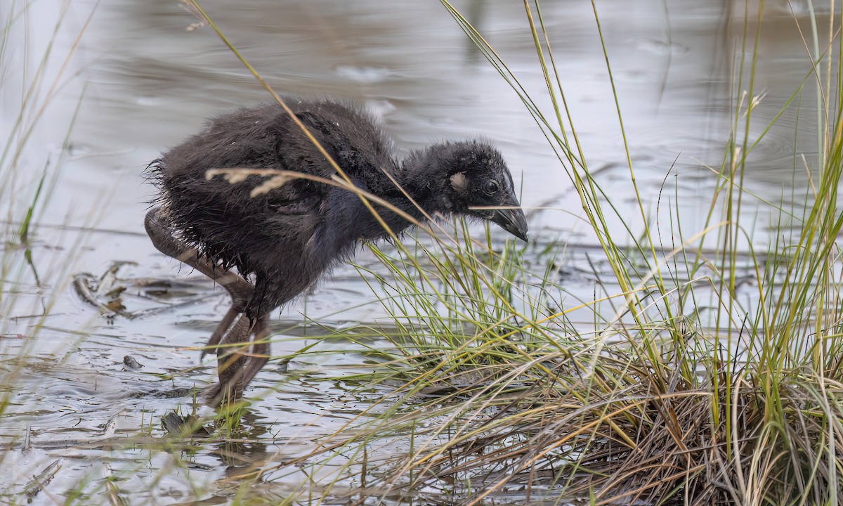 Australasian Swamphen - ML647198515