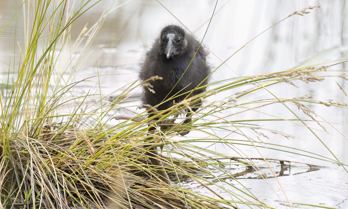 Australasian Swamphen - ML647198516