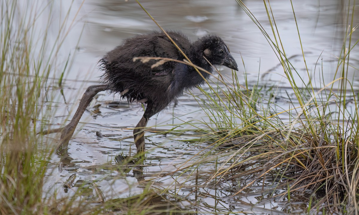 Australasian Swamphen - ML647198517