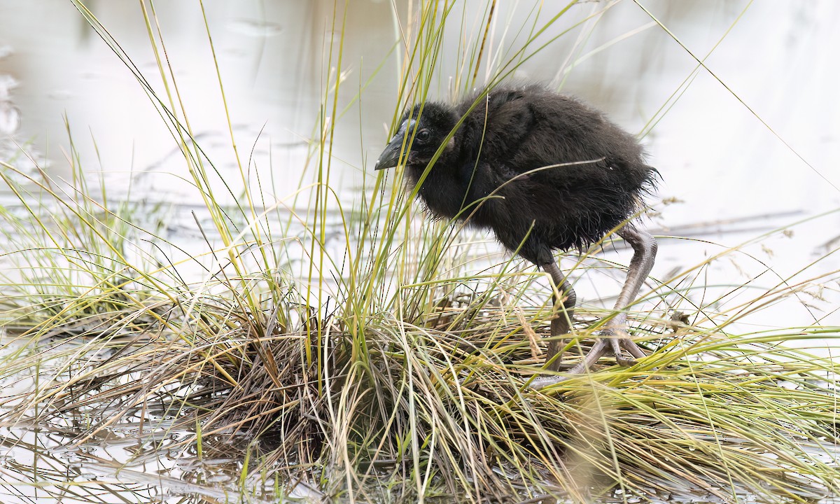 Australasian Swamphen - ML647198518