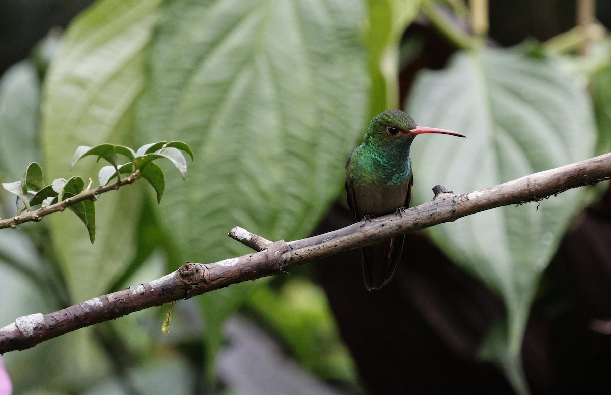 Rufous-tailed Hummingbird - ML647198524