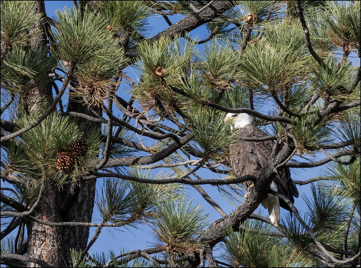 Bald Eagle - ML647198525
