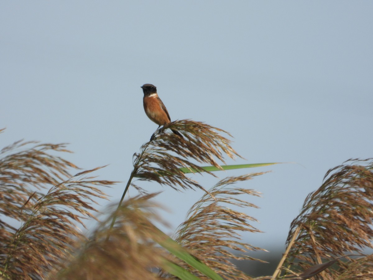 European Stonechat - ML647198527