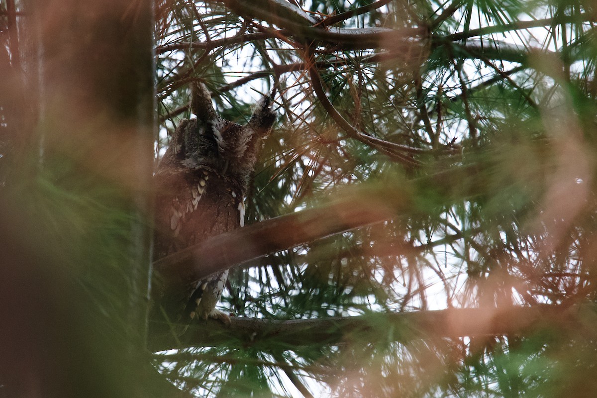 Eastern Screech-Owl - ML647198528