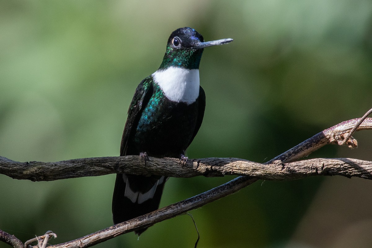 Collared Inca (Collared) - ML647198529