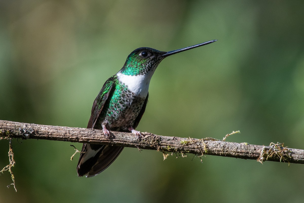 Collared Inca (Collared) - ML647198530