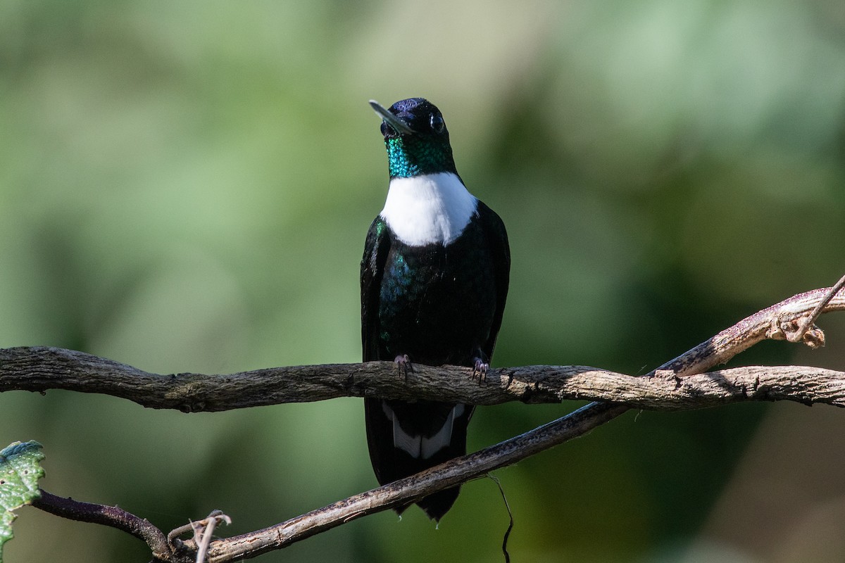 Collared Inca (Collared) - ML647198531