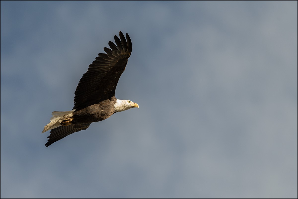 Bald Eagle - ML647198532