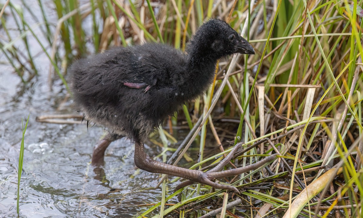 Халзан түнжүүр - ML647198533