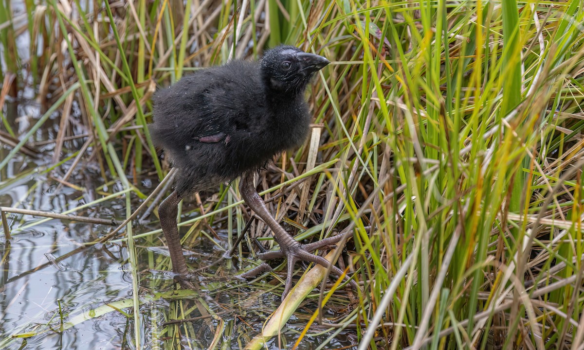 Халзан түнжүүр - ML647198534