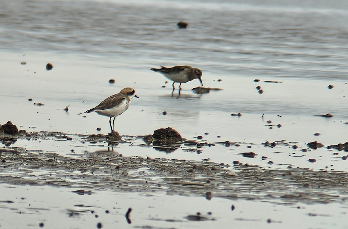 Puna Plover - ML647198559