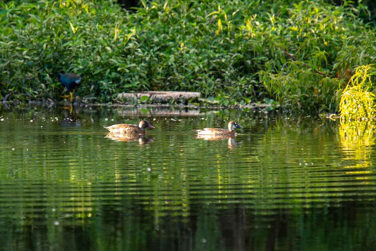 Brazilian Teal - ML647198566