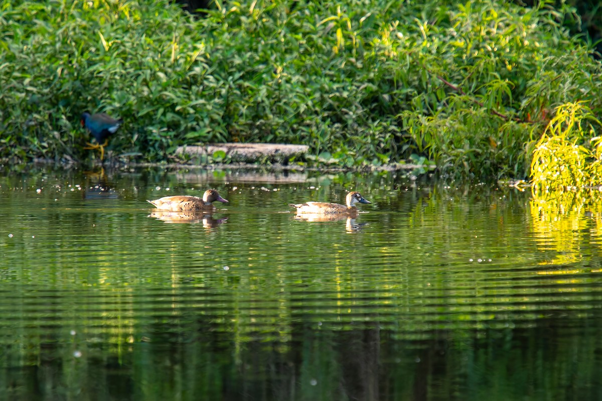 Brazilian Teal - ML647198567