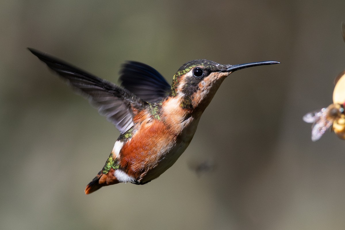 hvitbukkolibri - ML647198569