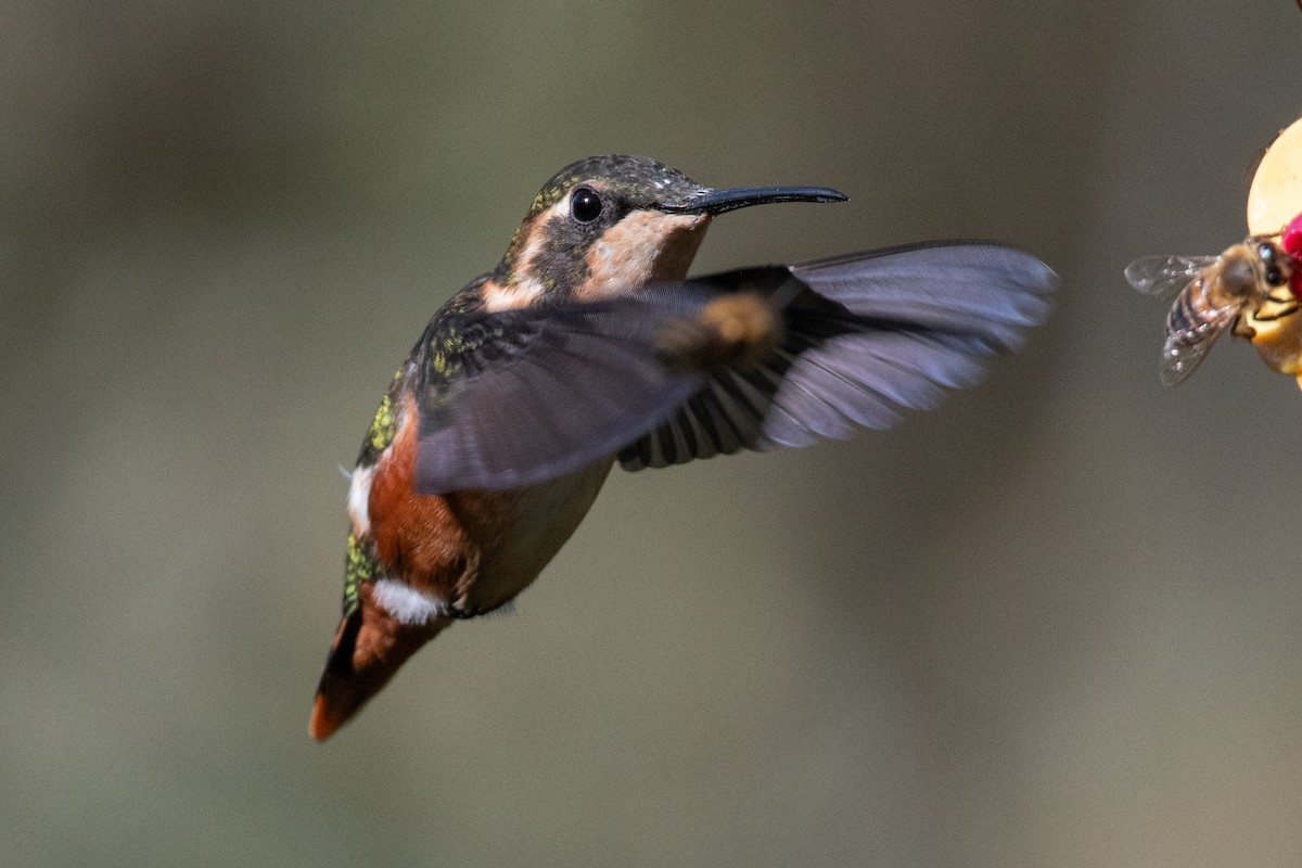 hvitbukkolibri - ML647198570