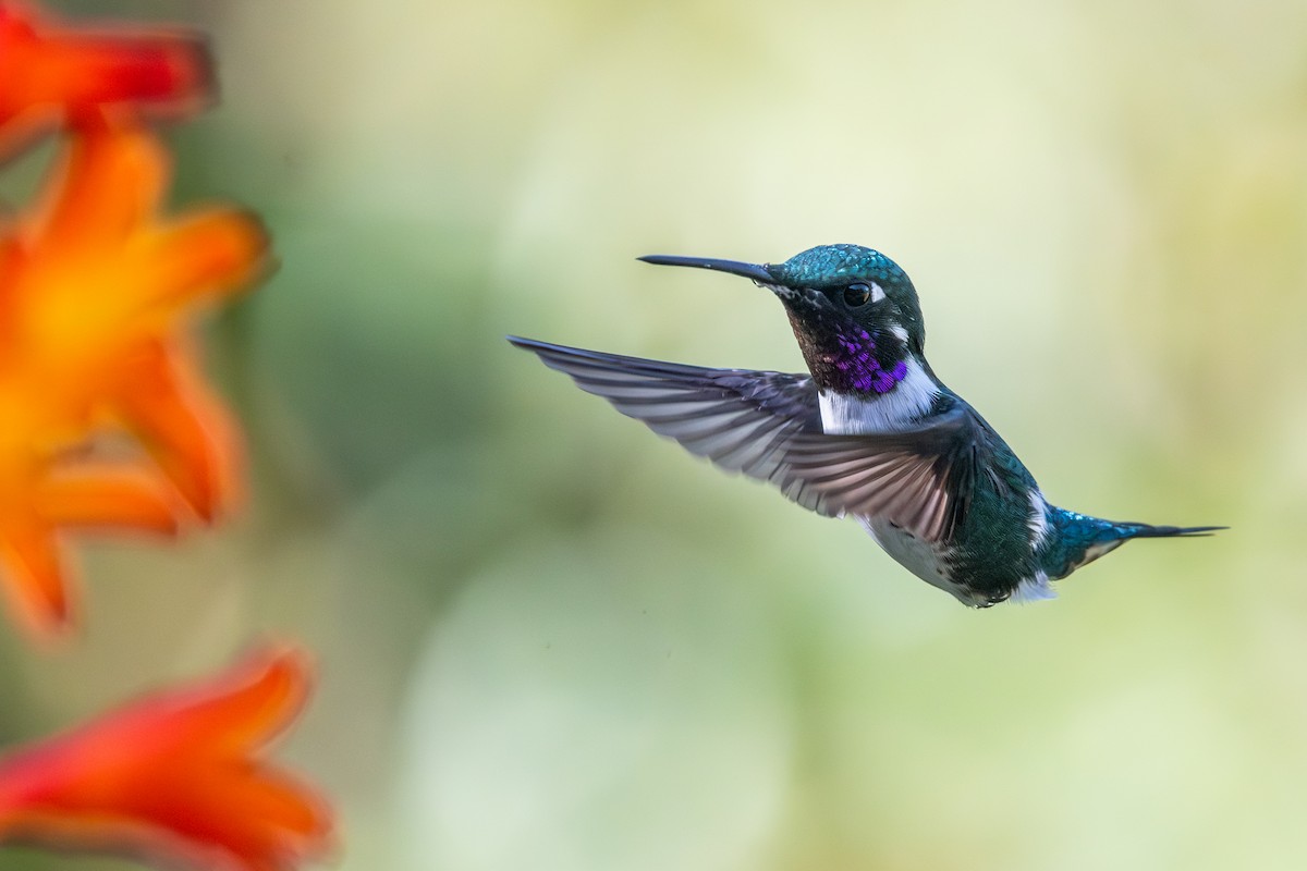 hvitbukkolibri - ML647198571