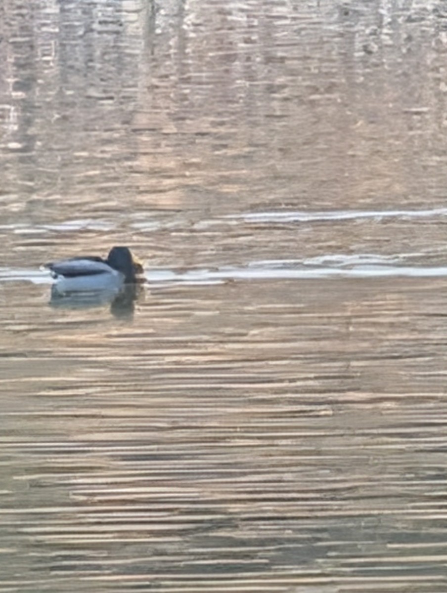 Mallard - ML647198588