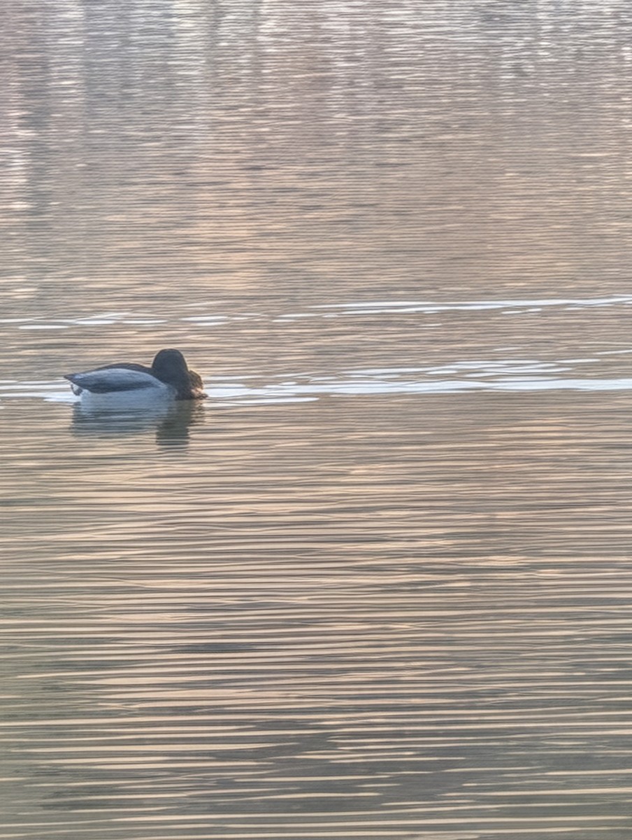 Mallard - ML647198590