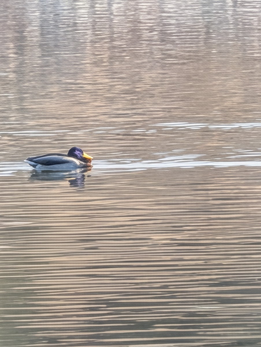 Mallard - ML647198591