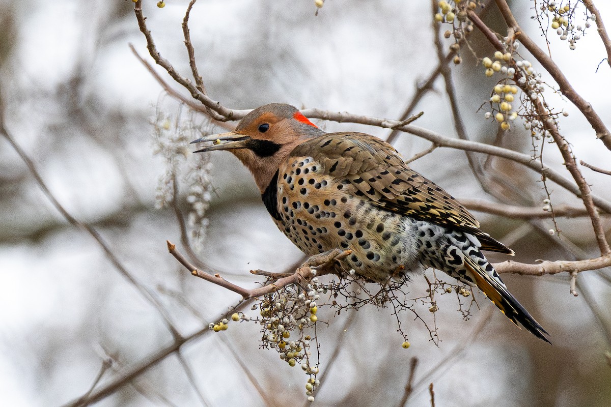 Northern Flicker - ML647198602