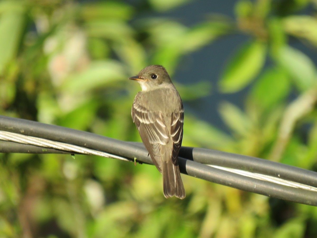 Восточный пиви - ML647198609