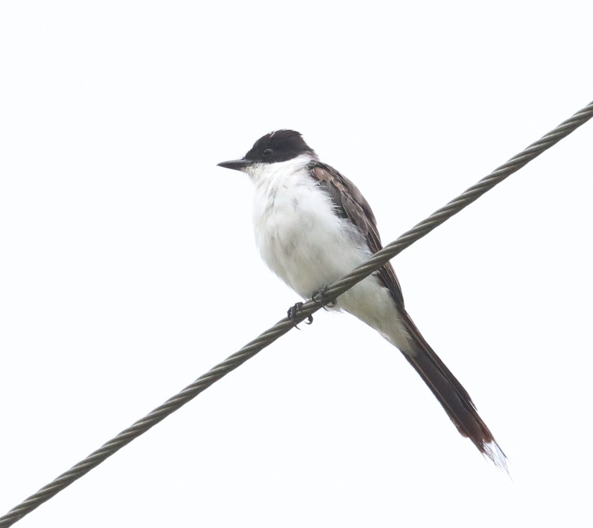 Gabelschwanz-Königstyrann - ML64719861