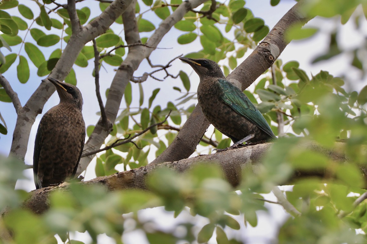 Sharp-tailed Starling - ML647198630