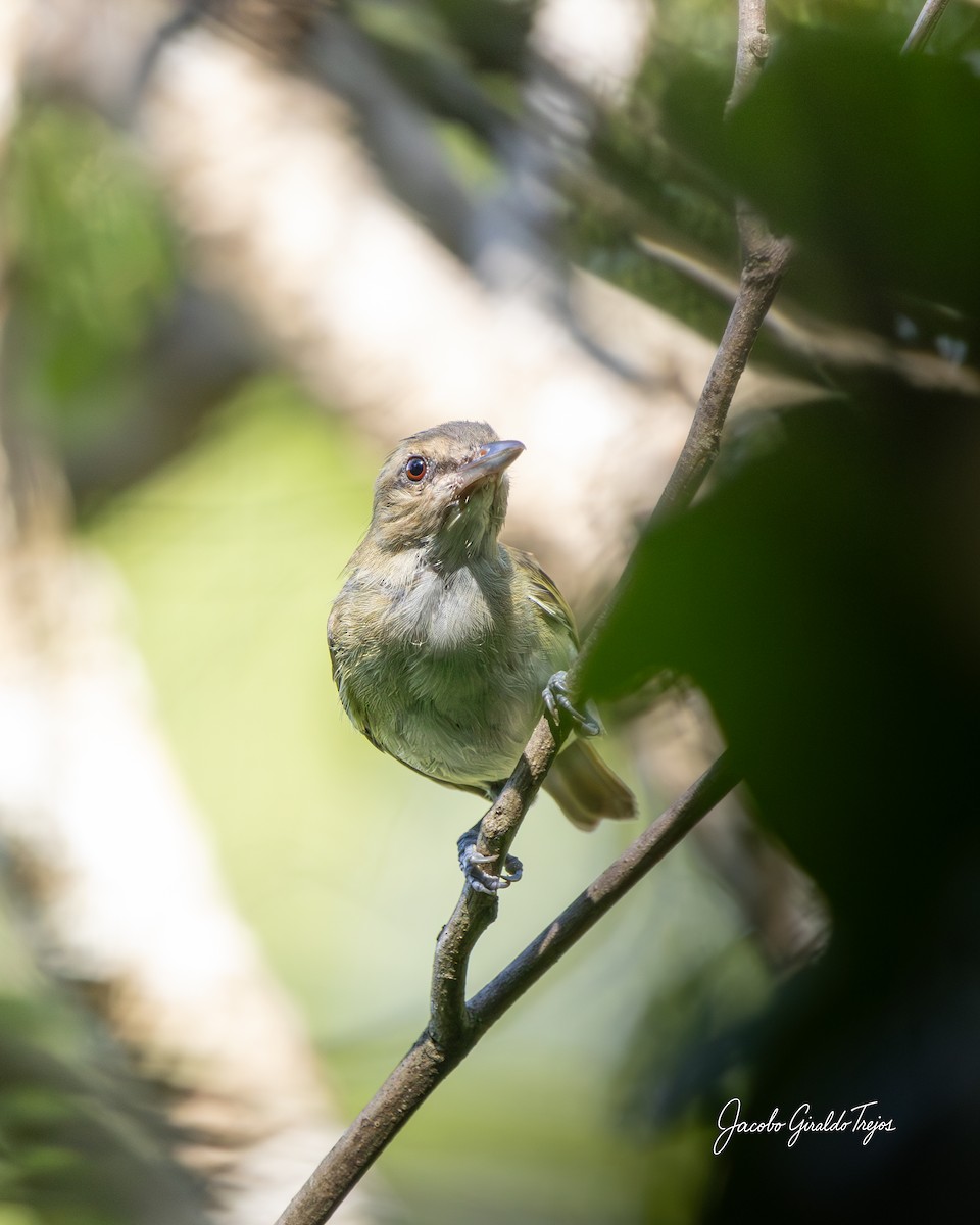 Черноусый виреон - ML647198660