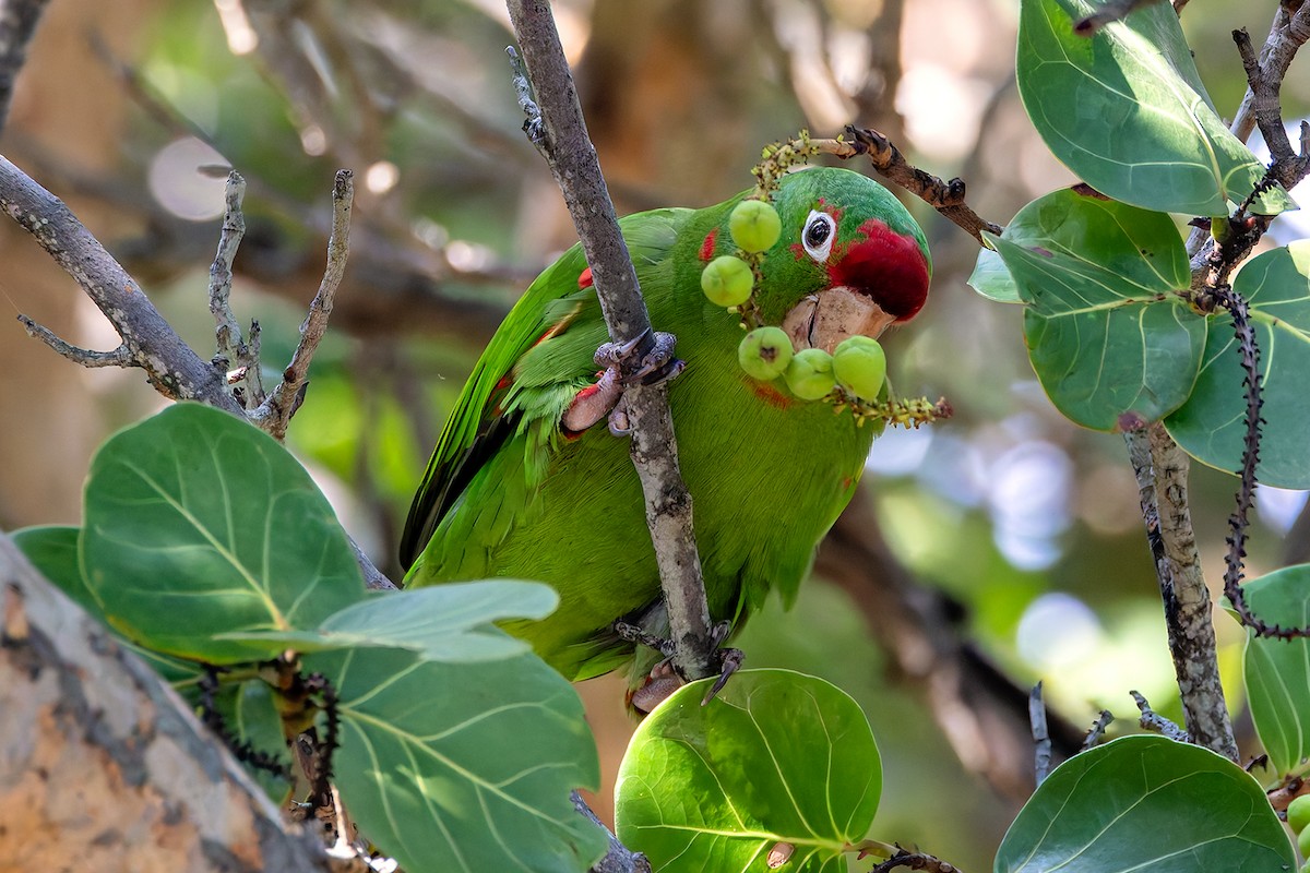 aratinga rudočelý - ML647198669