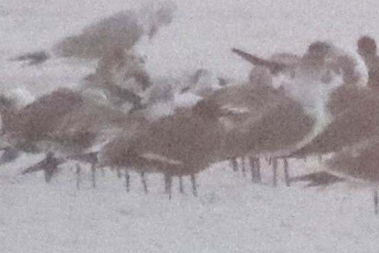 Мартин сірий - ML647198671