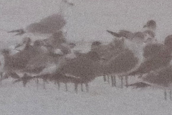 Мартин сірий - ML647198672