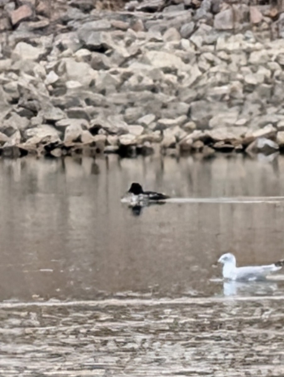 Ring-billed Gull - ML647198675