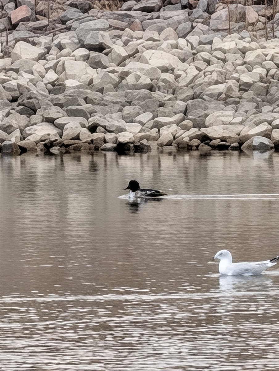 Ring-billed Gull - ML647198676