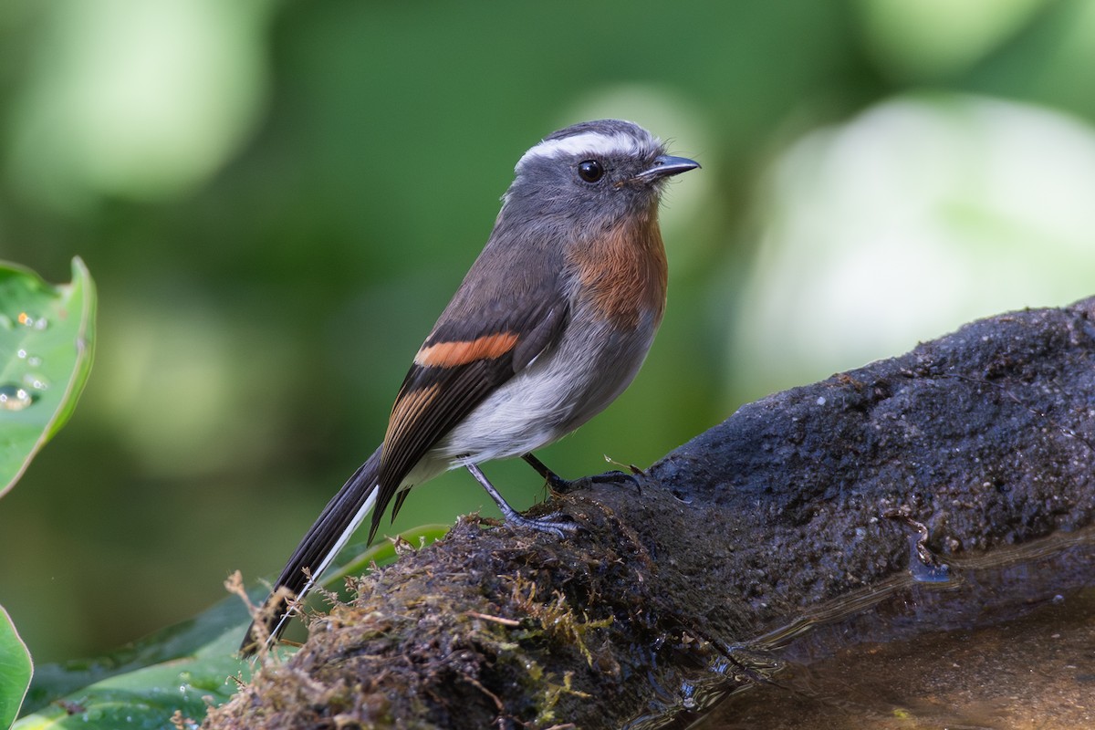 Rufous-breasted Chat-Tyrant - ML647198678