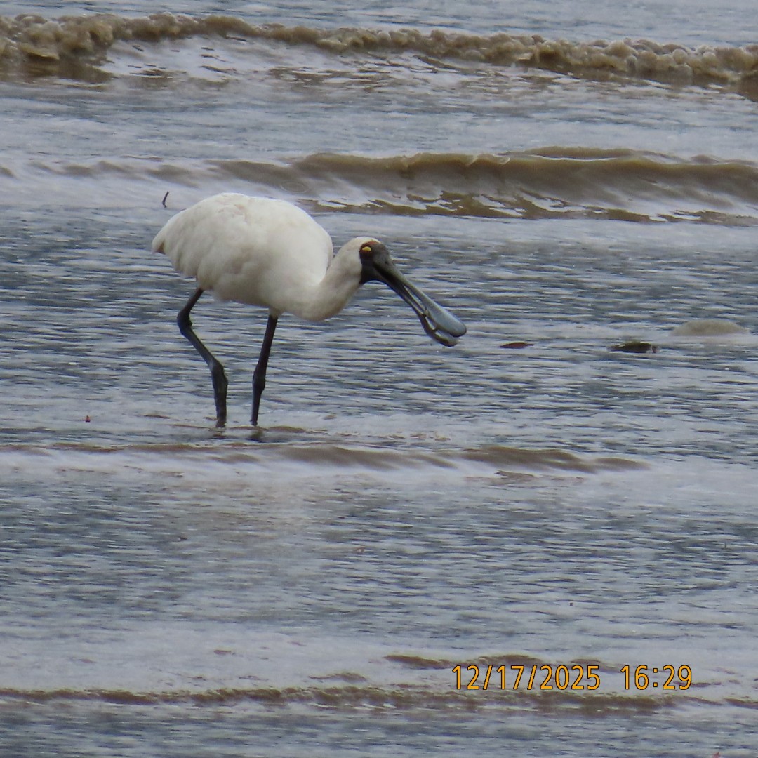 Косар королівський - ML647198685