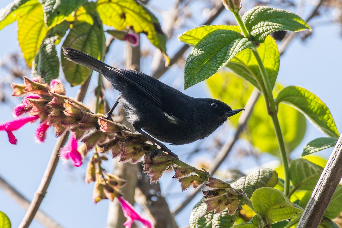 Pinchaflor Flanquiblanco - ML647198688