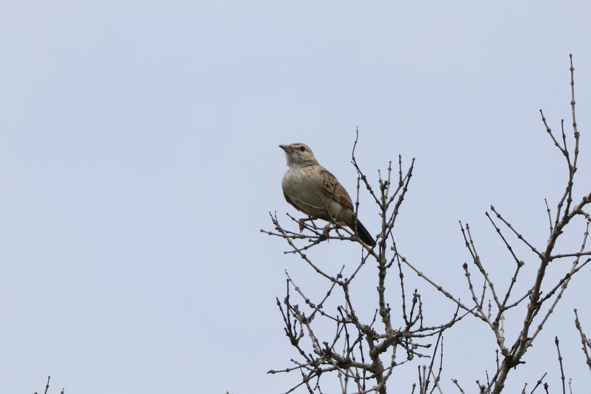Fawn-colored Lark - ML647198689