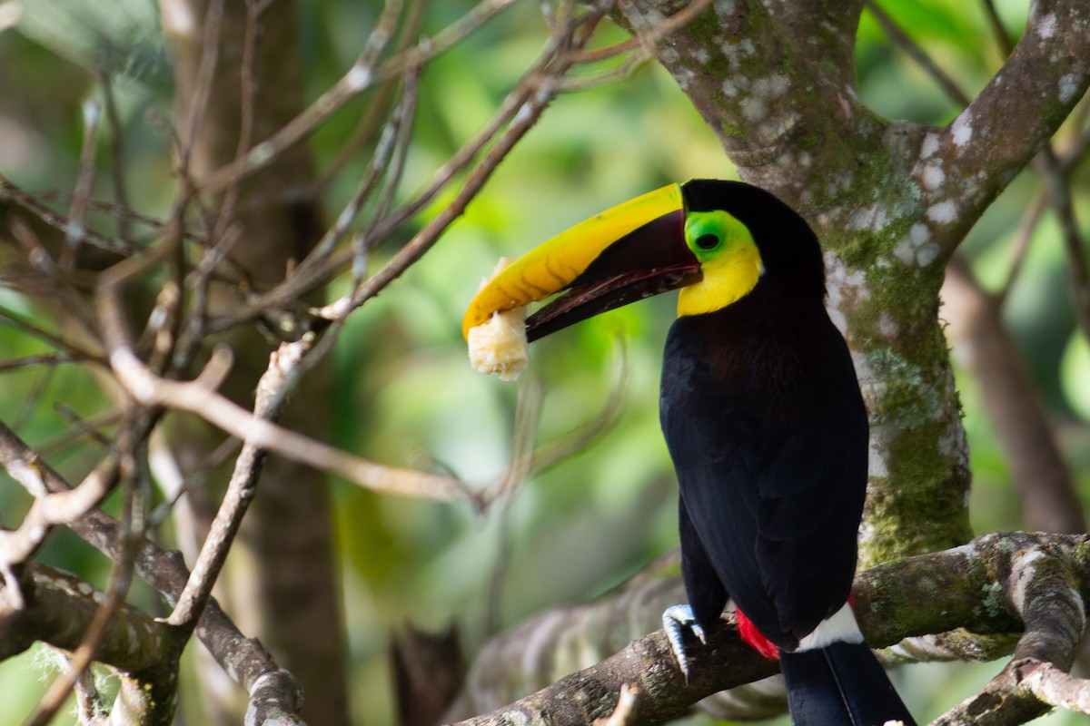 tukan žlutohrdlý - ML647198690