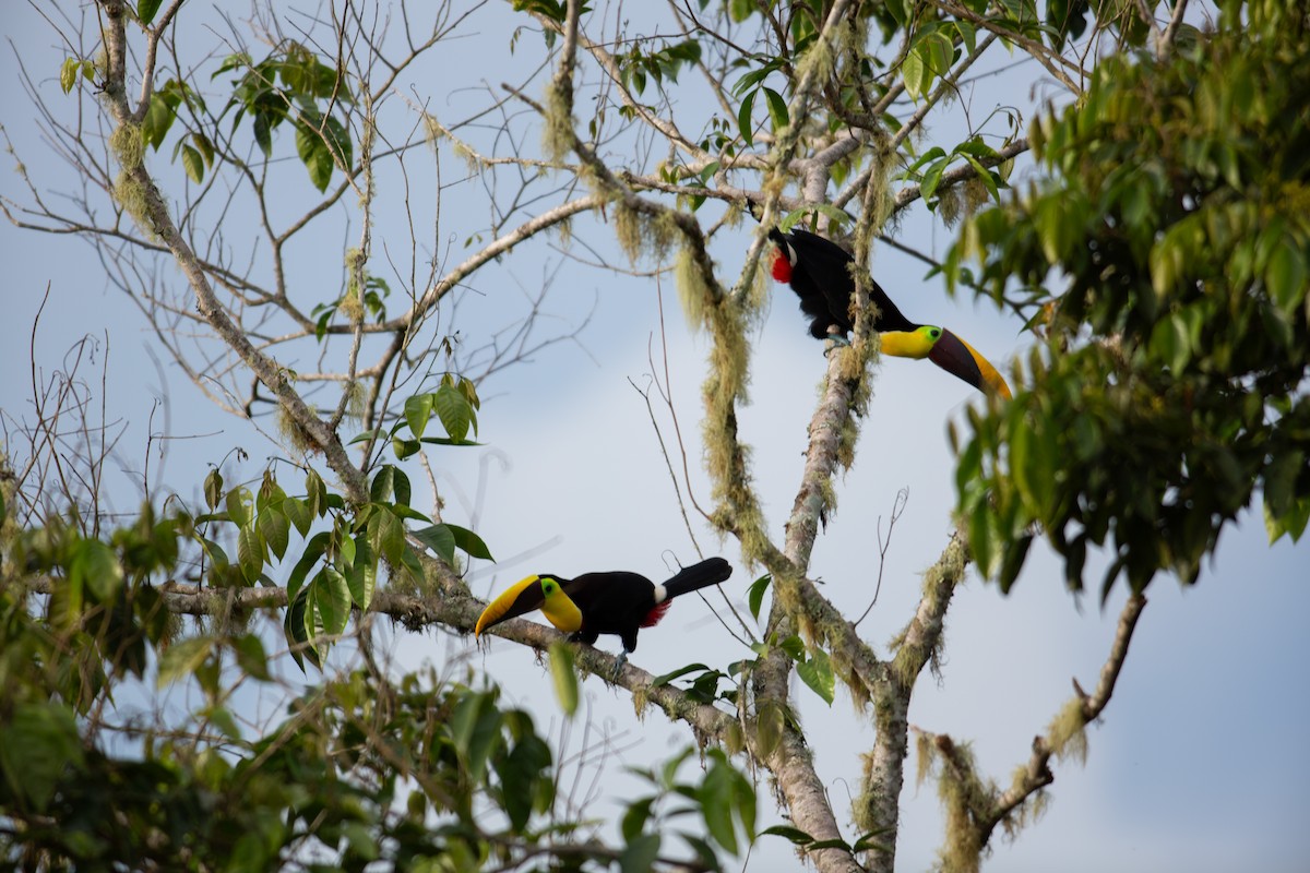 tukan žlutohrdlý - ML647198691