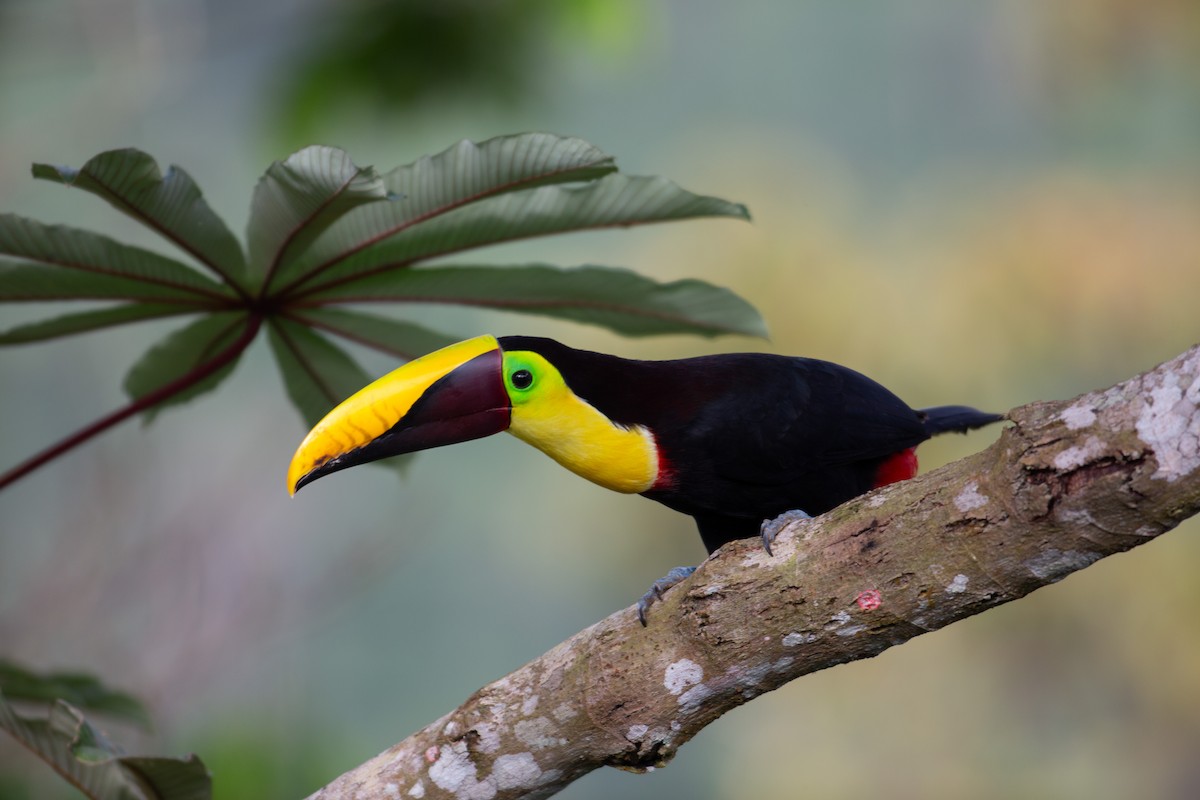 tukan žlutohrdlý - ML647198692