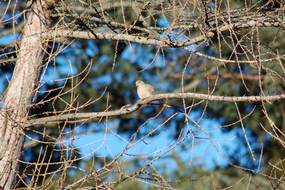Mourning Dove - ML647198694