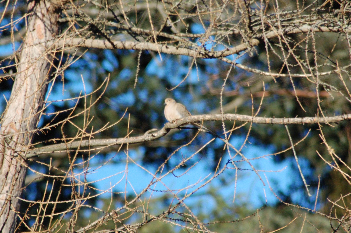 Mourning Dove - ML647198697