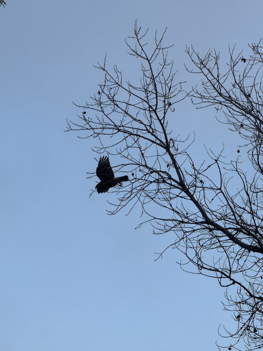 Red-tailed Hawk - ML647198715