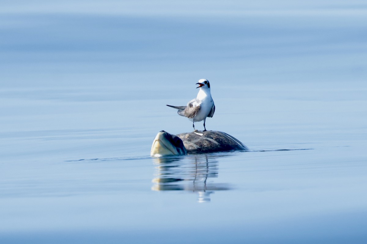 Common Tern - ML647198720