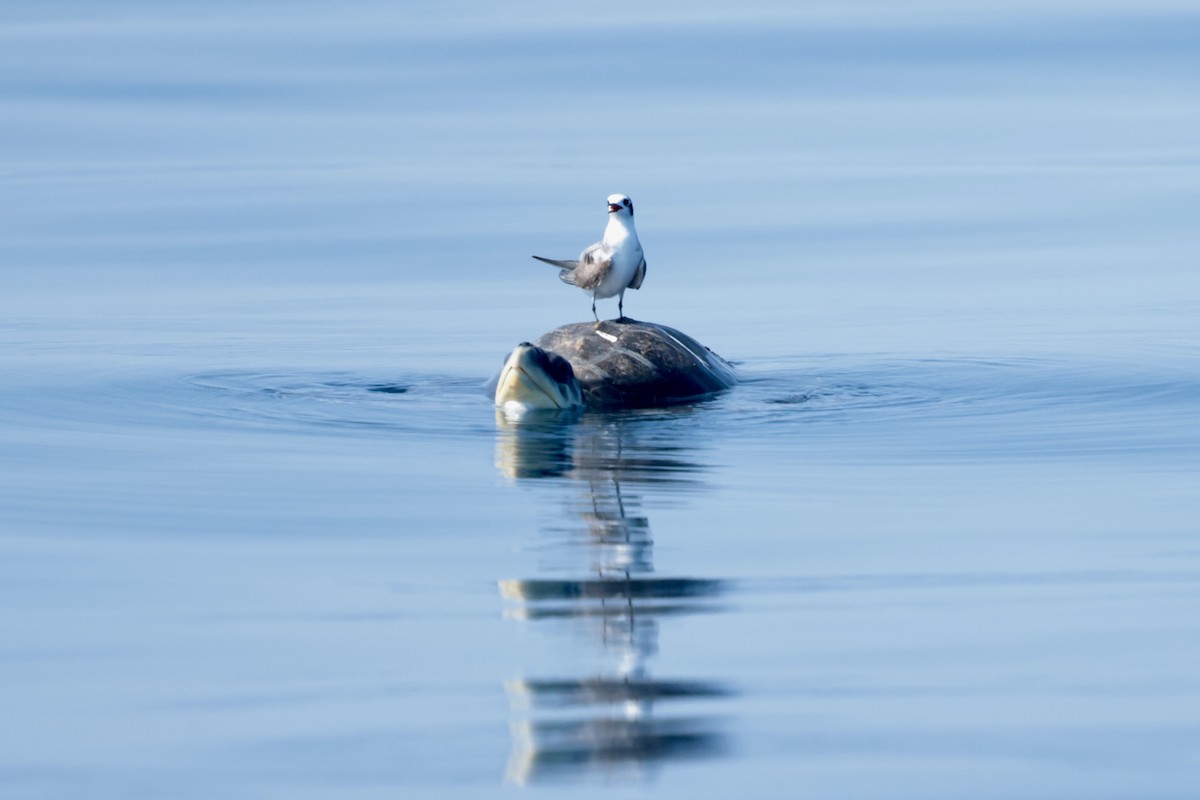 Common Tern - ML647198721
