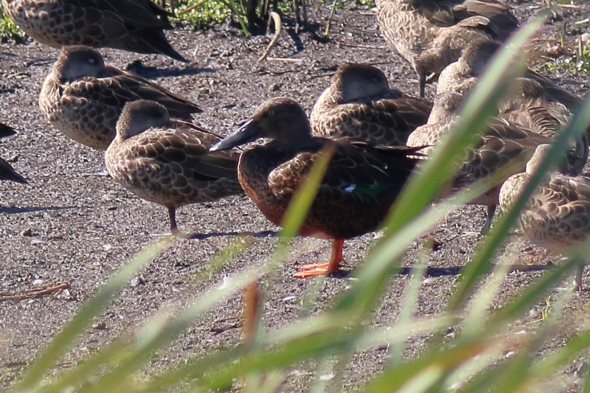 Canard bridé - ML647198723