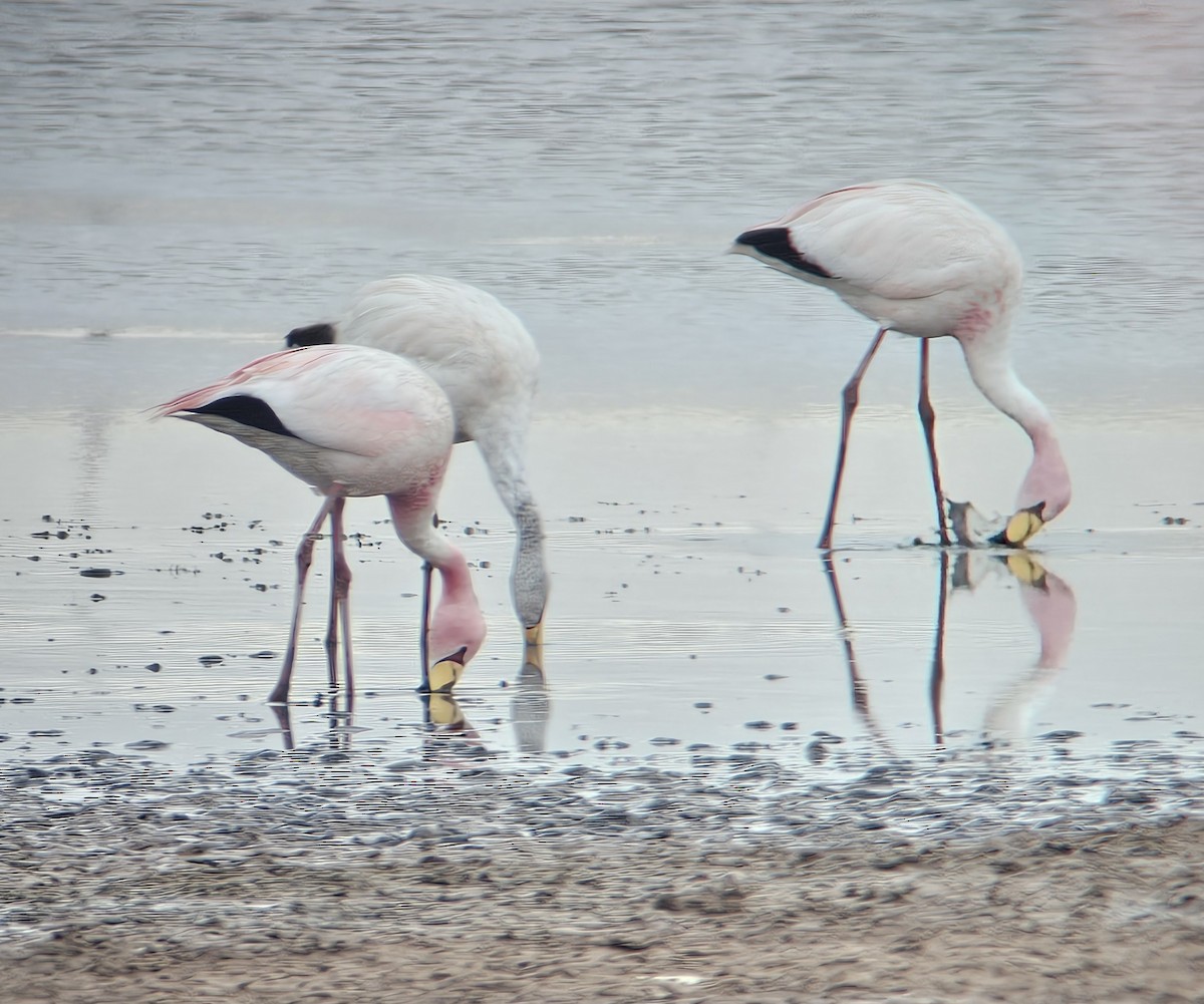 James's Flamingo - ML647198732