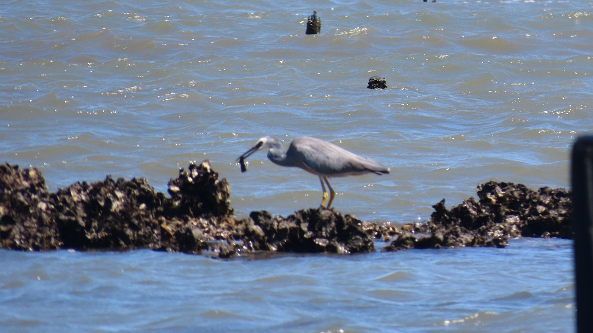 White-faced Heron - ML647198735