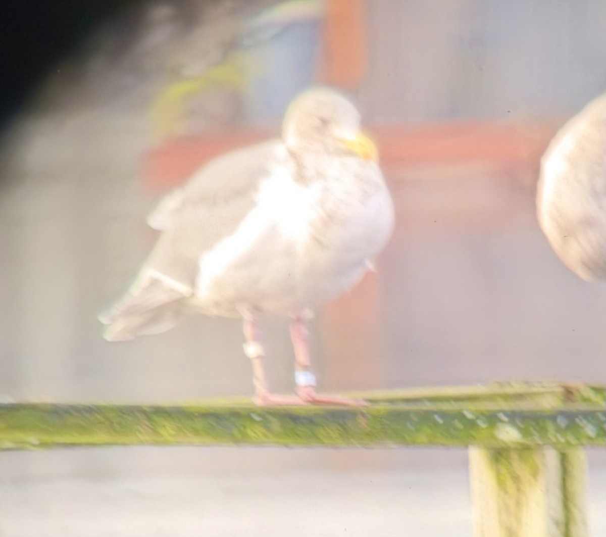 Glaucous-winged Gull - ML647198736